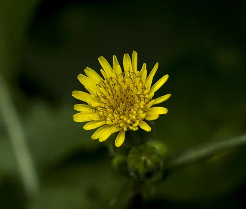 Yellow flower head of Sonchus oleraceus.