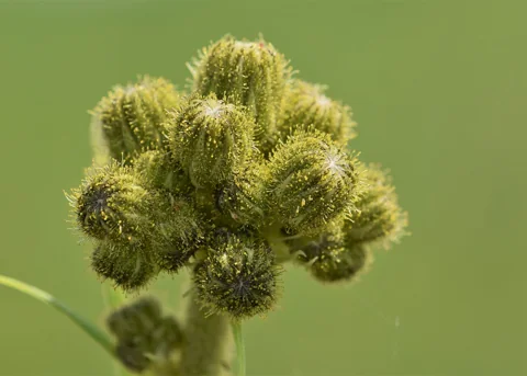 Cluster of developing flower buds of Sonchus palustris.