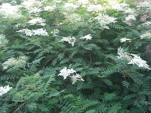 White flower panicles and divided foliage of Sorbaria sorbifolia.
