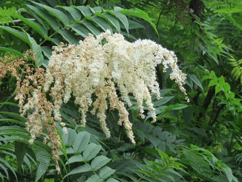 Arching white flower panicles and divided leaves of Sorbaria tomentosa.