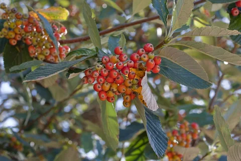 Fruit clusters and leaves of Sorbus aria.
