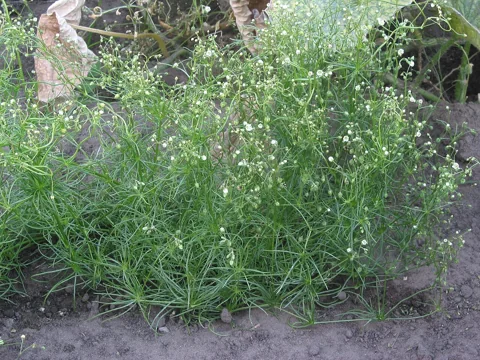 Fine leafy stems and small flowers of Spergula arvensis.