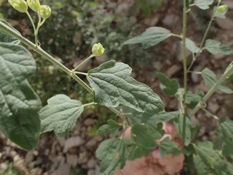 Leaves and flower buds of Sphaeralcea fendleri, identified as the nominate subspecies in the source.