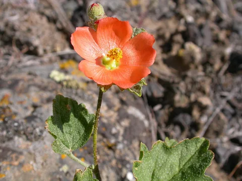 Orange flower and textured leaves of Sphaeralcea munroana.