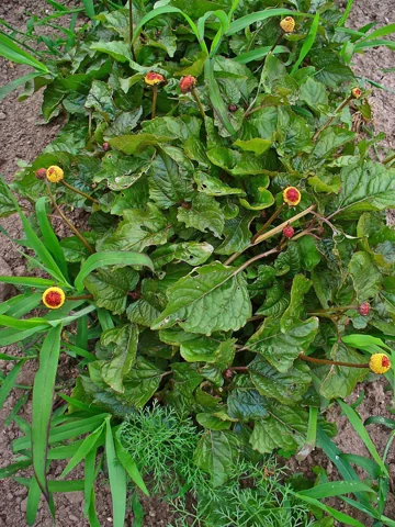 Flower heads and leafy growth of Spilanthes oleracea.
