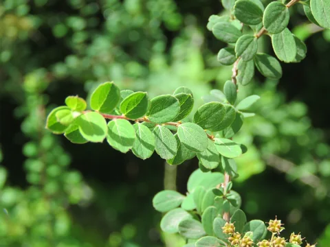 The small leaves on a branch of Spiraea canescens.