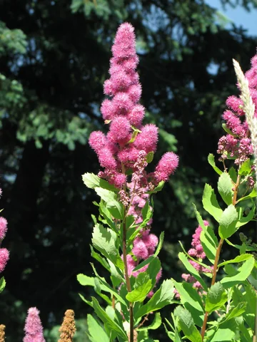 Pink flower spikes and leafy stems of Spiraea douglasii.