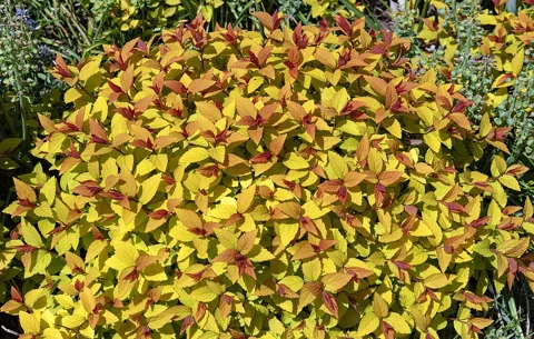 Colourful foliage of Spiraea japonica 'Goldflame'.