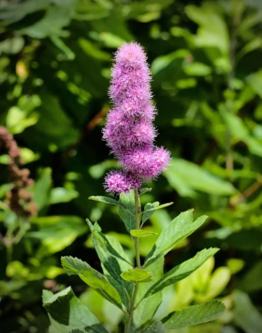 Pink flower spike and leafy stem of Spiraea salicifolia.