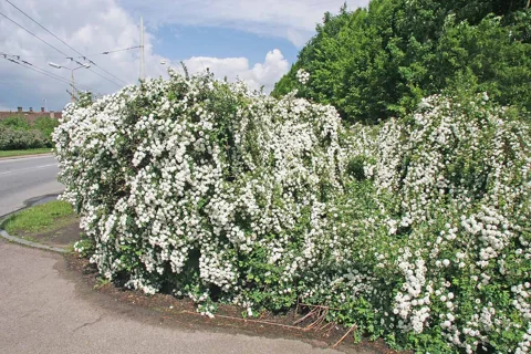 Arching white-flowered shrub of Spiraea x vanhouttei.