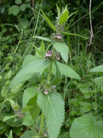 Flowering stem and broad leaves of Stachys alpina.