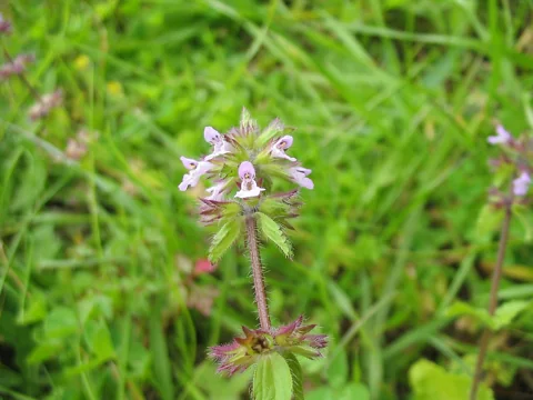 Small pale flowers and hairy leaves of Stachys arvensis.