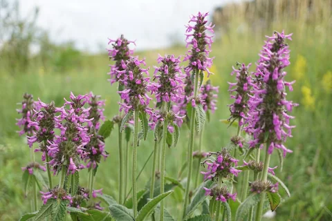 Pink-purple flowering spikes of Stachys officinalis.