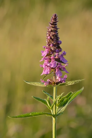 Flowering spike and leafy stem of Stachys palustris.