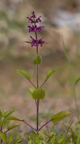 Flowering stem and opposite leaves of Stachys sylvatica.