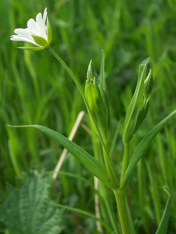 White flower and narrow leaves of Stellaria holostea.