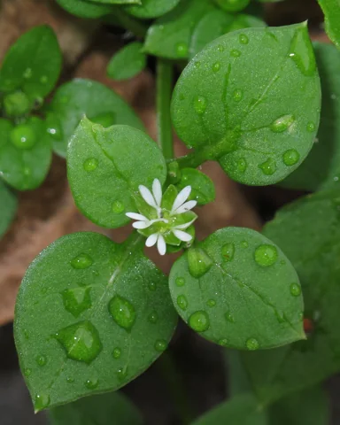 Stellaria media in flower.