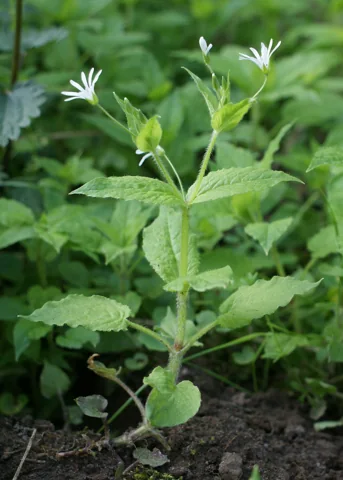White flowers and leafy stems of Stellaria nemorum.