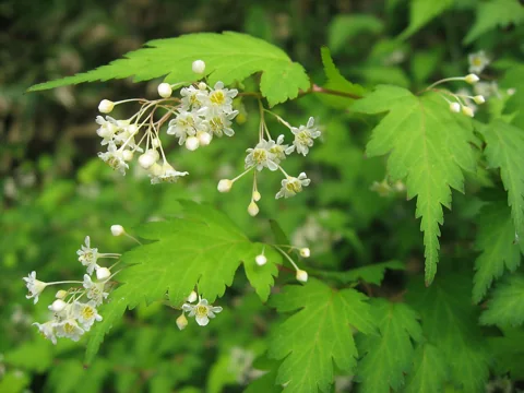 Small white flowers and lobed leaves of Stephanandra incisa.
