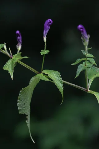 Purple tubular flowers and opposite leaves of Strobilanthes atropurpurea.