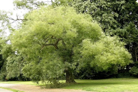 Mature spreading tree of Styphnolobium japonicum.
