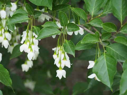 Hanging white flowers and leafy branches of Styrax japonicus.