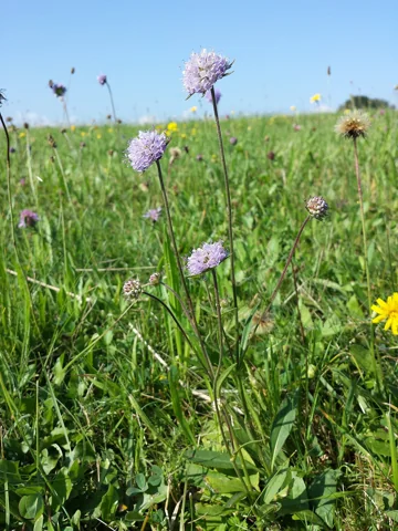 Flowering plant of Succisa pratensis in grassland.