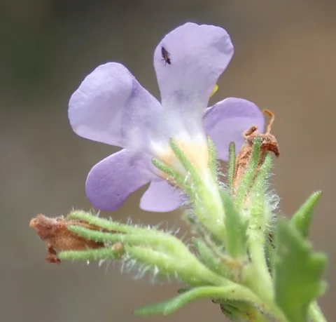 Side view of a pale purple flower of Sutera campanulata.