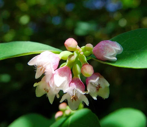 Flowers of Symphoricarpos albus.