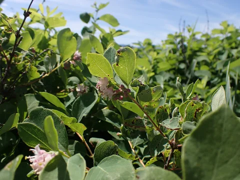 Flowering leafy growth of Symphoricarpos occidentalis.
