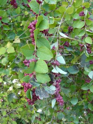 Pink fruits and leafy branches of Symphoricarpos orbiculatus.