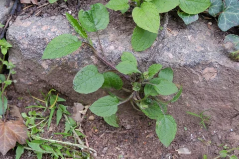 Young leafy growth of Symphytum grandiflorum.