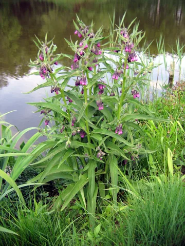 Symphytum officinale with upright leafy stems and purple flowers.