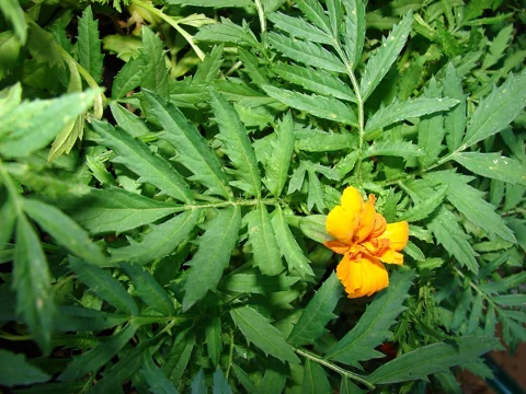 Orange flower and divided foliage of Tagetes erecta.