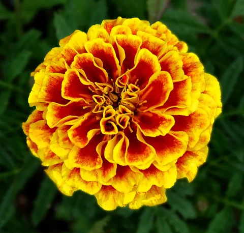Double red and yellow flower head of Tagetes patula.