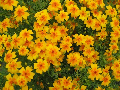 Masses of small orange flowers above the foliage of Tagetes tenuifolia.