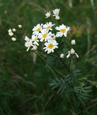 White flower heads and divided leaves of Tanacetum corymbosum subsp. corymbosum.