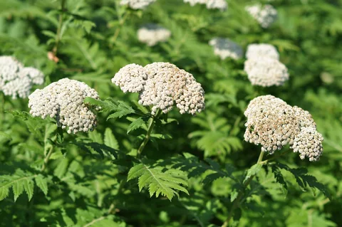 White flower clusters and broad divided leaves of Tanacetum macrophyllum.