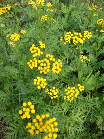 Yellow button-shaped flower heads and divided leaves of Tanacetum vulgare.