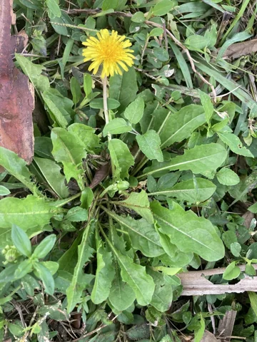 The leaf rosette and yellow flower of Taraxacum officinale.