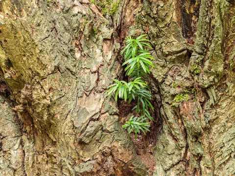 A young Taxus baccata growing in a crevice in a pollarded willow.