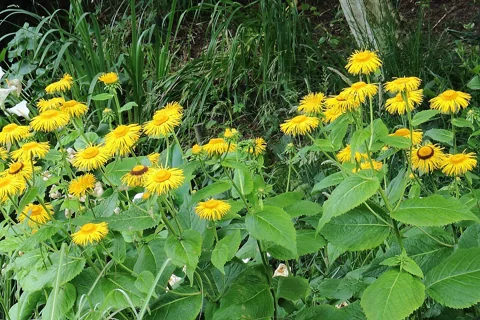 Yellow flowers above the broad leaves of Telekia speciosa.