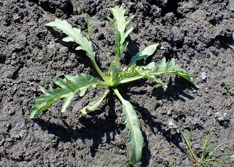 A young Tephroseris palustris plant showing its leaf rosette.