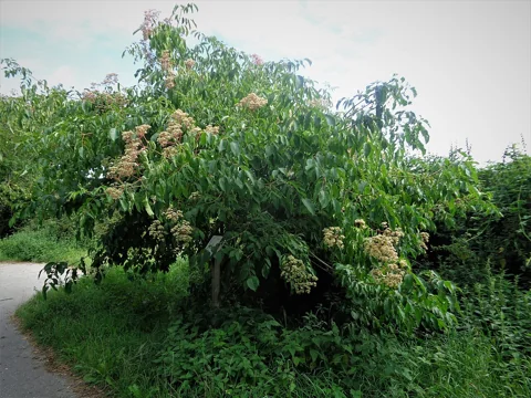 A flowering Tetradium daniellii tree showing its branching crown.
