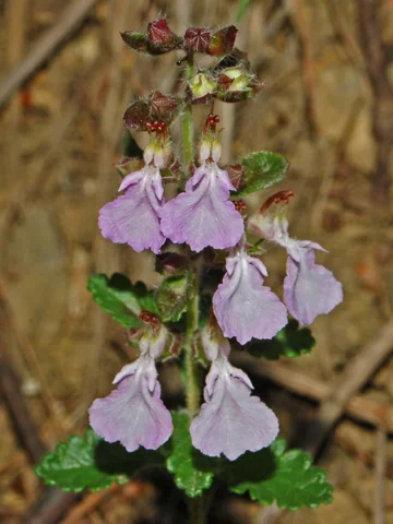 Pink flowers and small leaves of Teucrium chamaedrys.