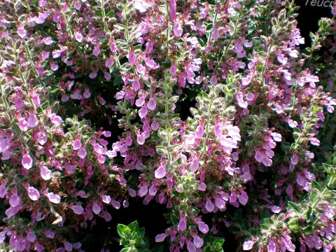 A flowering clump of Teucrium lucidrys.