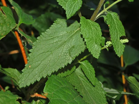 Textured green leaves of Teucrium scorodonia.