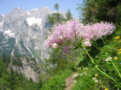 Airy pink flower cluster of Thalictrum aquilegifolium.