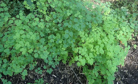 Finely divided foliage of Thalictrum dipterocarpum, named Thalictrum delavayi in the retained source.