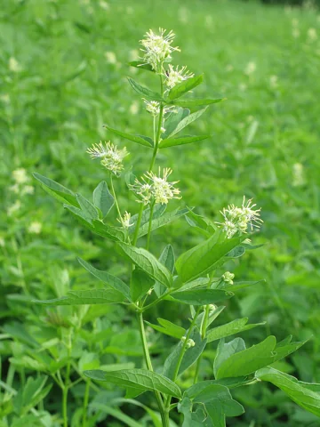 Flowering stems and divided foliage of Thalictrum flavum.